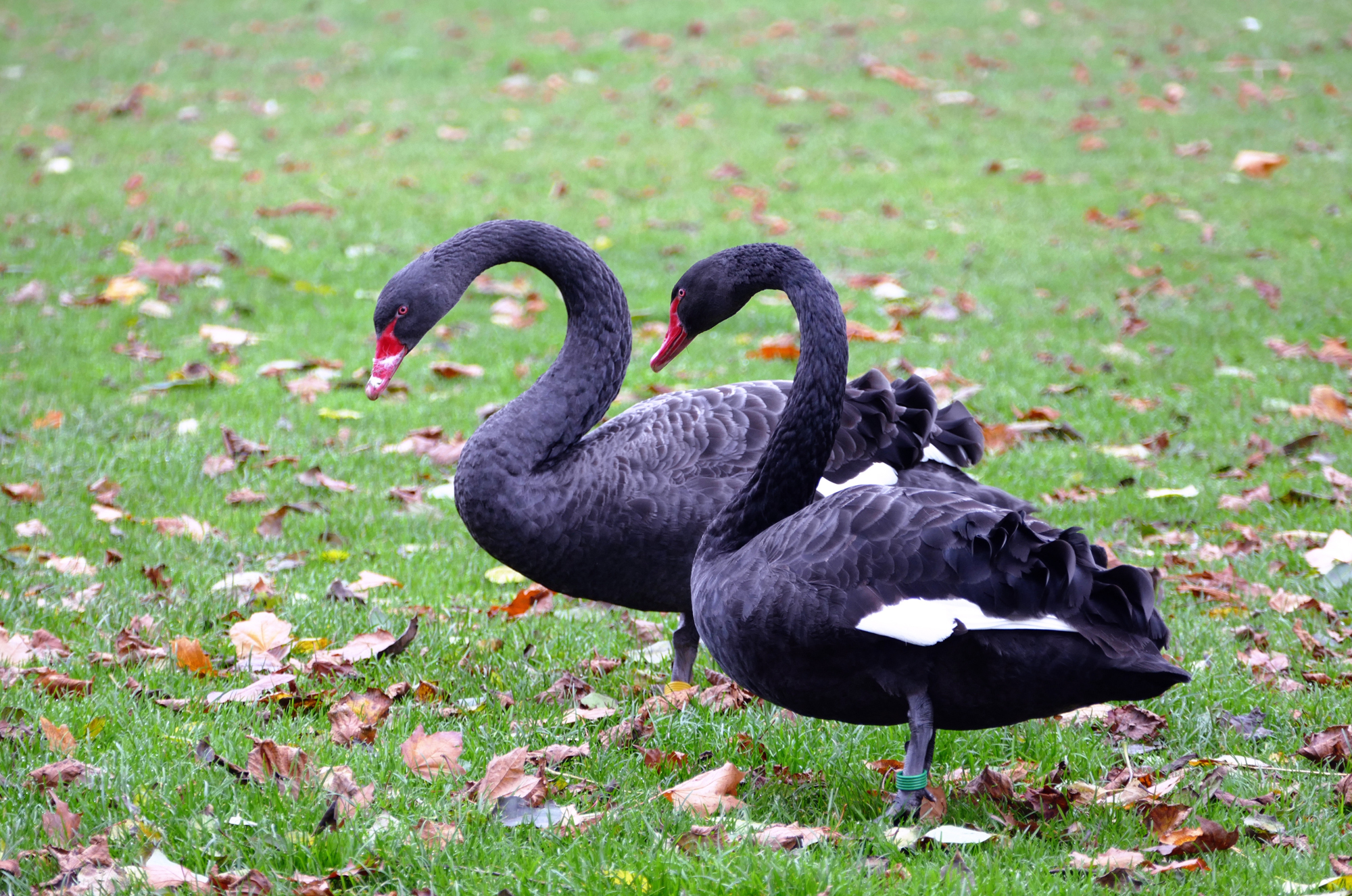 Black swans, cognition, and the power of learning from failure